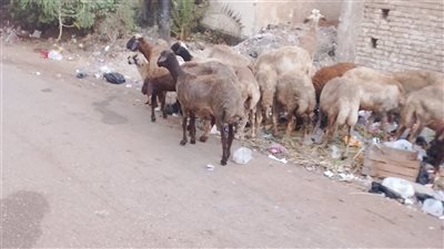 أهالي دمياط يشكون انتشار خراف وجاموس في الشوارع وتعطيل حركة المرور