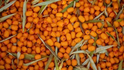 فاكهة نبق البحر.. كنز طبيعي يحتوي على فيتامين C أكثر من البرتقال! 	