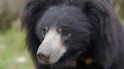 لأول مرة.. أخطر دب في العالم يتعلم العيش بساق اصطناعي