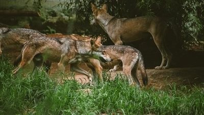 الكشف عن السبب الحقيقي لظهور الذئاب آكلة البشر في الهند