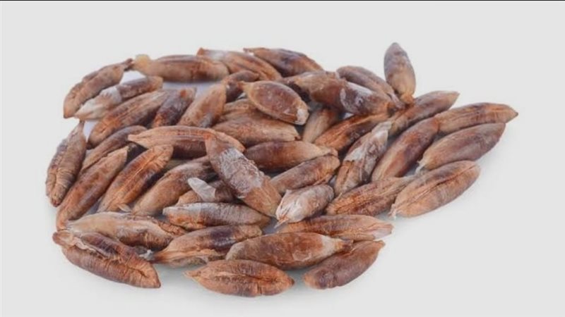نواه البلح