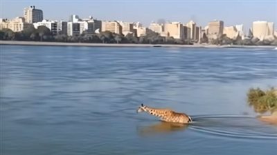انتشار فيديو لـ زرافة تسبح في نهر النيل.. ما القصة؟