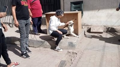مديرية الطب البيطري بالغربية تتعامل مع بلاغ كلب ضال في مستشفى المبرة