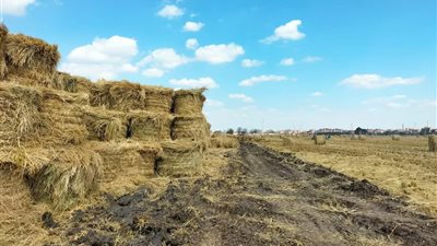 شئون البيئة بالشرقية : جمع 40.87.74 طن قش الأرز حتى الان