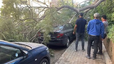 تلفيات بعدد من السيارات إثر سقوط شجرة ضخمة  بمدينة أكتوبر 
