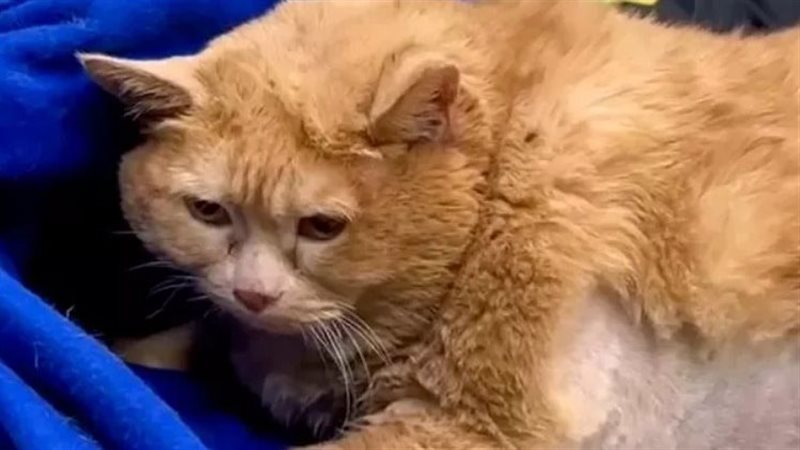 أسمن قط في العالم