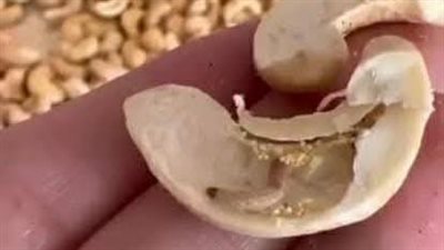 داخلها حشرات.. ضبط كمية كبيرة من المكسرات الفاسدة بمحل تجاري في بورسعيد