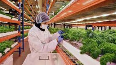 الاستثمار في الزراعة الذكية والحبوب فرص ذهبية لصغار المستثمرين 