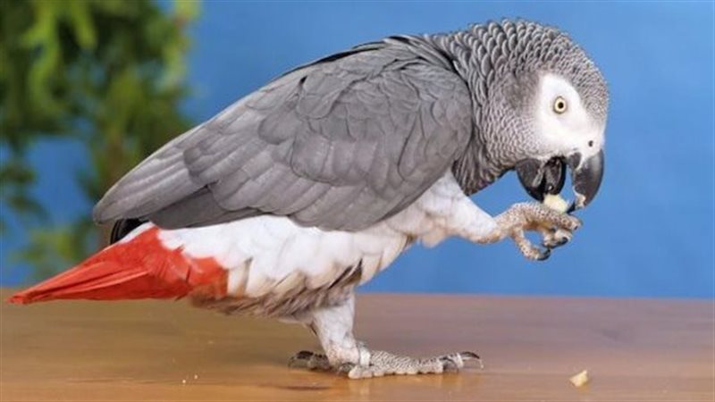 الببغاء البريطاني