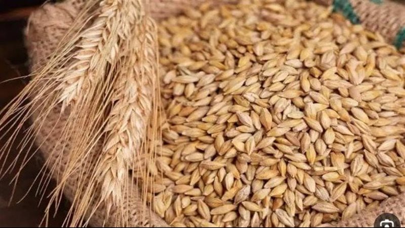 سعر طن الأرز الشعير