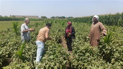 خالد جاد: «ازرع» مبادرة وطنية لتشجيع زراعة القمح وتعزيز الأمن الغذائي