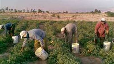 تفاصيل الحصول على تمويل المحاصيل من البنك الزراعي المصري |الشروط والخطوات 