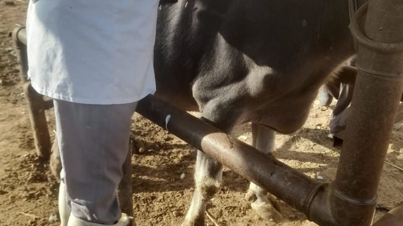 تطعيم الثروة الحيوانية