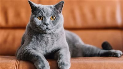 احتضان قطتك يحفز إفراز هرمون الأوكسيتوسين الذي يقوي الروابط العاطفية