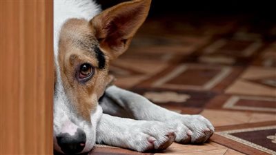 هل يمكن للحيوانات أن تشعر بالحزن؟.. استكشاف علم الحيوانات الأليفة