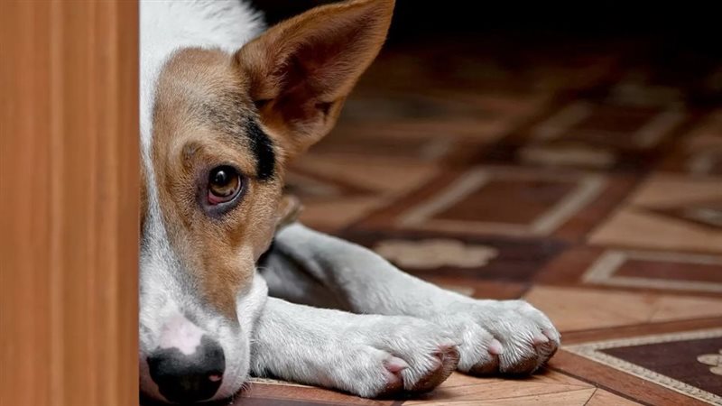 شعور الحيوانات بالحزن