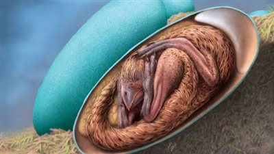 العثور على بيضة ديناصور عمرها 70 مليون سنة في الأرجنتين