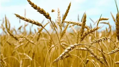  20% فقط من القمح محلي.. الأمن الغذائي في لبنان على المحك