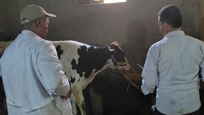  تحصين 25 ألف رأس ماشية الحمى القلاعية والوادي المتصدع بالبحيرة 