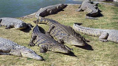 اكتشاف نوع جديد من التماسيح عاش قبل 80 مليون عام.. سارة صابر تكشف التفاصيل