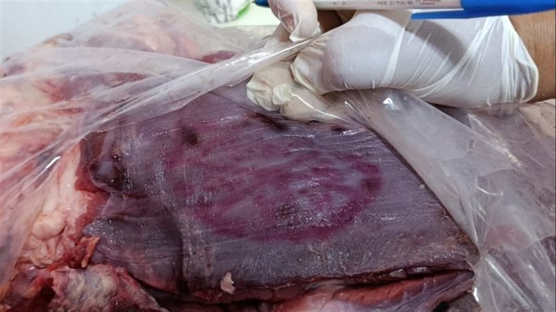 جانب من الحملة