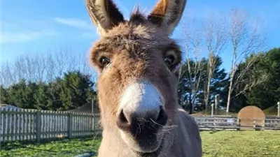 يبعث السرور.. نقيب الفلاحين: قضاء وقت مع الحمير له فوائد علاجية