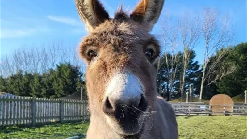 نقيب الفلاحين: قضاء