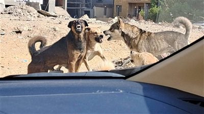 استغاثة عاجلة من أهالي المقطم بسبب الكلاب الضالة في الطريق