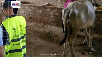 تسليم 9425 رأس ماشية للأسر الأولى بالرعاية بقرى ومراكز الفيوم