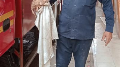 الحماية المدنية تنقذ قطة صغيرة من ماسورة صرف صحي بالغربية 