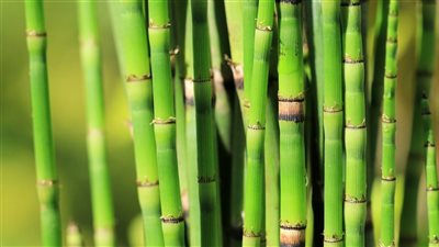 اكتشاف “أحفورة حية” يفتح نافذة على تاريخ مناخ الأرض 	