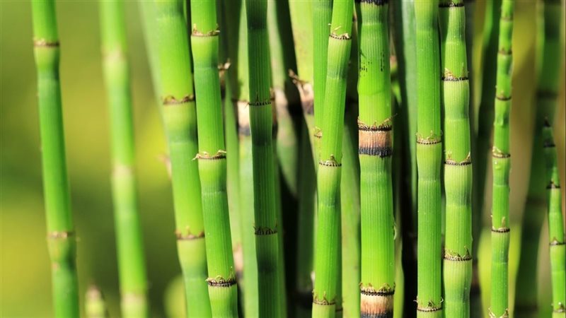 صورة موضوعية