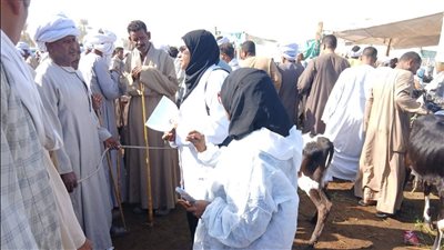  تحصين 700 ألف رأس ماشية ضد الحمى القلاعية والوادي المتصدع  