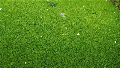 استغاثة أهالي الزرقا بدمياط انتشار ورد النيل الذي يهدد الأراضي الزراعية