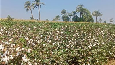 حملات إزالة التعديات على الأراضي الزراعية: 380 حالة خلال شهر ببني سويف