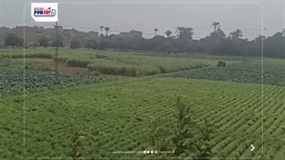 مفيش مطرفي الفيوم.. طقس مشمس ودافئ نهاراً ومائل للبرودة ليلاً 