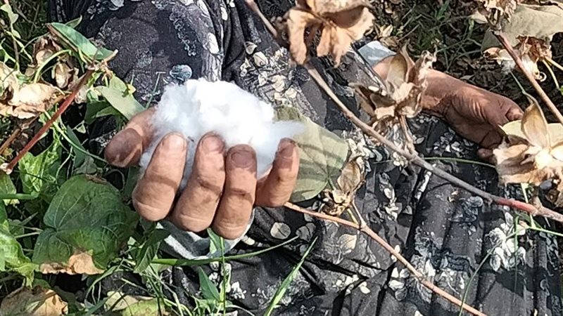 جانب من جمع القطن