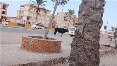 استياء في دمياط بسبب انتشار الجاموس على طريق شطا وتزايد الحوادث