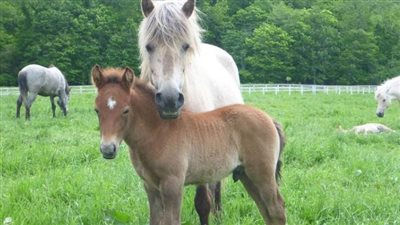  الخيول قادرة على التعرف على المشاعر الإنسانية.. ما الأمر؟