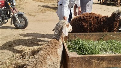 بيطري البحيرة: تحصين نحو 117 ألف رأس ماشية ضد حمى القلاعية