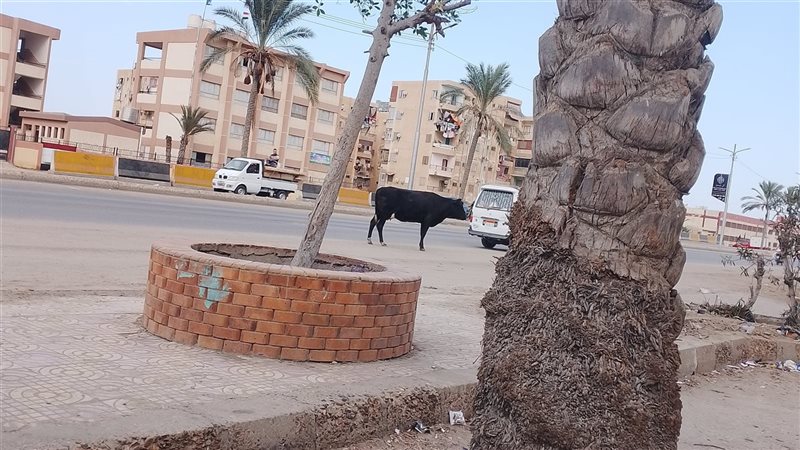 استياء في دمياط بسبب