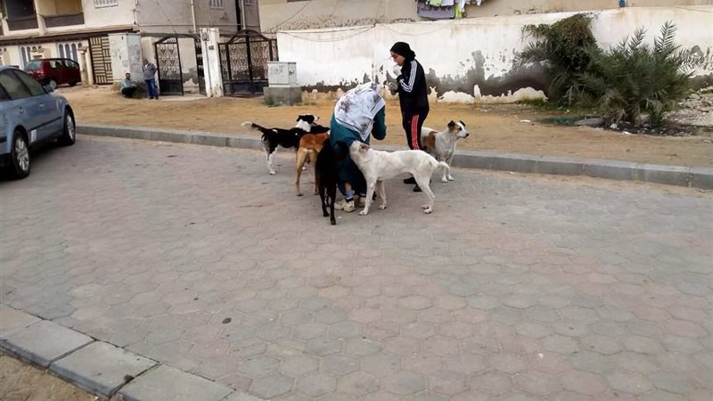 جانب من الحملة 