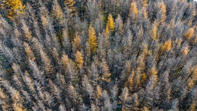 اختراق صيني.. كشف استراتيجية لتحسين الغطاء النباتي على جزر المرجان الاستوائية