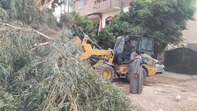 بالصور.. سقوط شجرة ضخمة يعيق حركة المرور عند كمين السوهاجية 