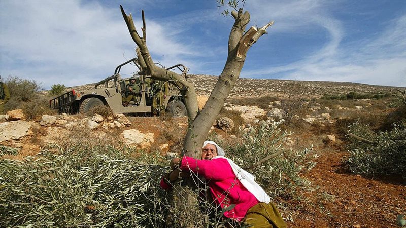 قطف الزيتون في الضفة