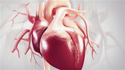 اكتشاف يفتح باب الأمل للمرضى.. القلب يعيد بناء نفسه