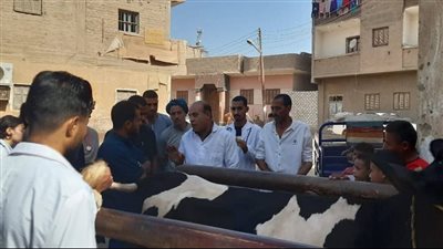 قوافل طبية مجانية تعالج 2984 رأس ماشية بالتعاون بين جامعتي أسيوط وبدر