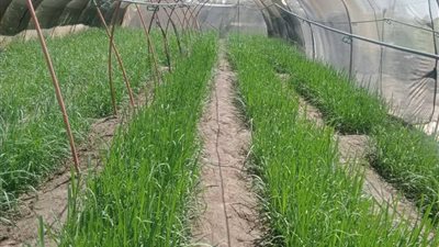 زراعة الأقصر تنهي موسم الذرة الشامية بـ333 فدان وتدعم مشروع ترشيد المياه