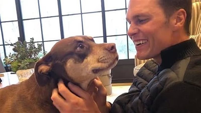 كلب توم برادي