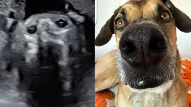 صورة السونار والكلب